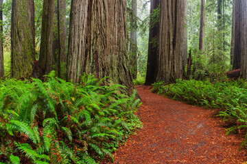 Redwood National Park Path