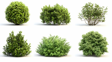 Obraz premium shrubon isolated on a white background