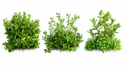 Obraz premium shrubon isolated on a white background