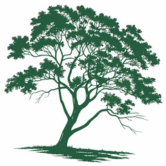 Obraz premium green tree isolated vector on a white background 