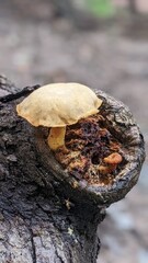 Fototapeta premium mushrooms in the forest