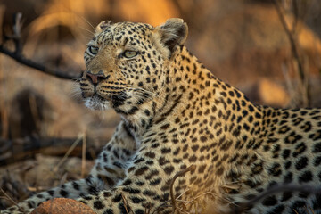Female leopard in the african bush, at Pilanesberg National Park