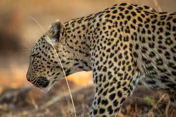 Fototapeta premium Female leopard in the african bush, at Pilanesberg National Park