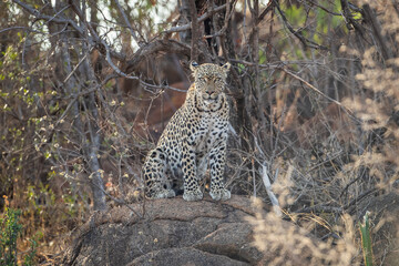 Female leopard in the african bush, at Pilanesberg National Park
