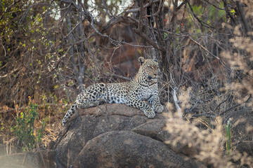 Female leopard in the african bush, at Pilanesberg National Park