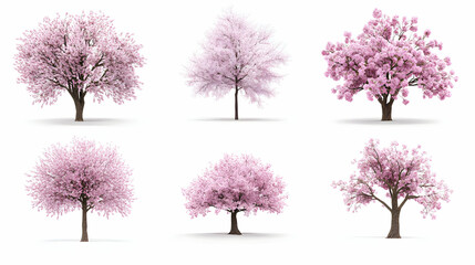 Obraz premium cherry blossom treeon isolated on a white background