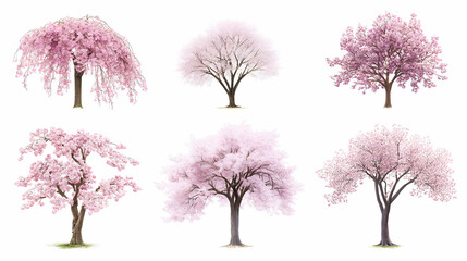 Obraz premium cherry blossom treeon isolated on a white background