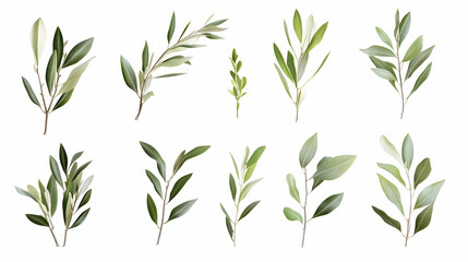 olive branchon isolated on a white background