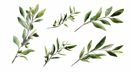 Fototapeta premium olive branchon isolated on a white background