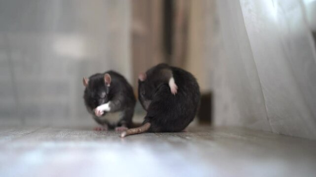 Two black dumbo rats together wash themselves