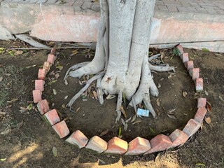 Obraz premium Roots of tree looking very nice.