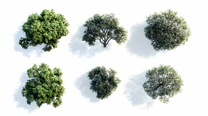 top view treeson isolated on a white background