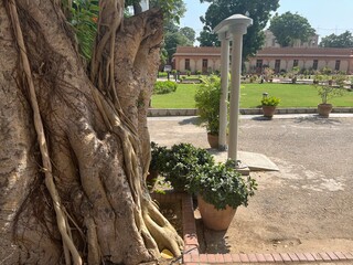 Roots of tree looking very nice.