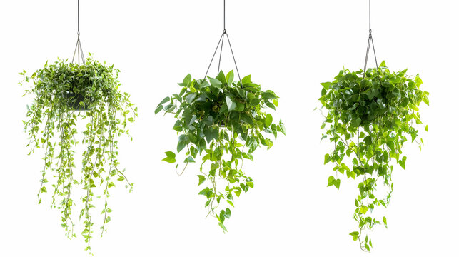 hanging planton isolated on a white background