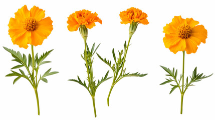 marigoldson isolated on a white background