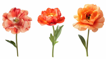 Obraz premium real floweron isolated on a white background