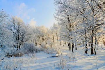 Obraz premium Winter landscape - frosted winter forest trees in cold sunny weather, picturesque winter forest nature
