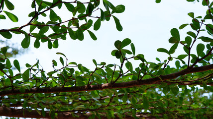 Fototapeta premium Black Afara Tree or Ivory Coast Almond background. Texture background of green leaf of Ivory Coast. Plants, greenery, outdoor, nature, landscape, and branch concept. Blur green leaves and sky texture.
