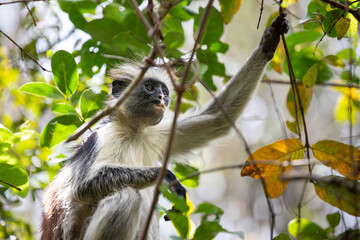 Fototapeta premium Zanzibar Red Colobus sitting on branch, face clearly visible, gazing intently at something. Holds onto a small branch with one hand, while the other is casually resting on its knee. Jozani Forest.