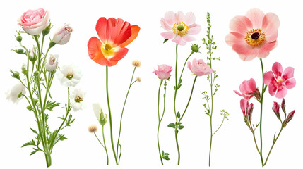 Obraz premium flower imageson isolated on a white background