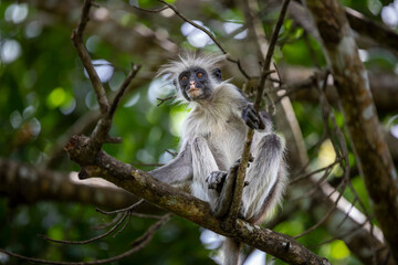 Fototapeta premium A seemingly older Zanzibar red colobus calmly sits on a branch, holding on while staring ahead. Jozani Forest National Park.