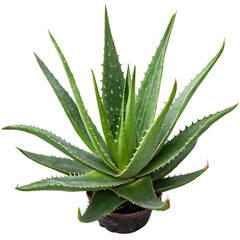 Aloe Vera Plant Isolated on Transparent Background