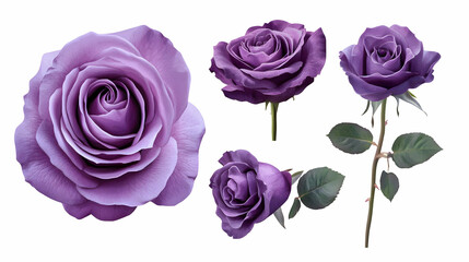 Fototapeta premium purple roseon isolated on a white background