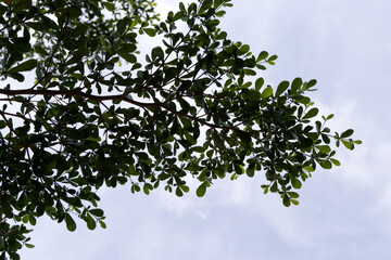 Fototapeta premium Top branch of Ivory Coast Almond tree spread beautifully against the sky. Leaves texture and bright sky background. Travel in nice day, nature, sustainability, and landscape. Morning sky and branch.
