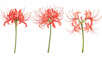 spider lilyon isolated on a white background