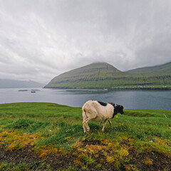 Obraz premium Dramatic mountainous landscape with a lone Faroese sheep grazing by the sea. Scenic mountains with low clouds and mist hanging over the scene. Located on the island of Eysturoy in the Faroe Islands.