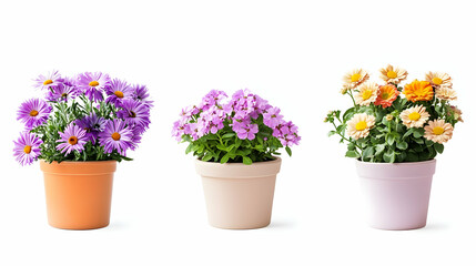 Naklejka premium flowers poton isolated on a white background