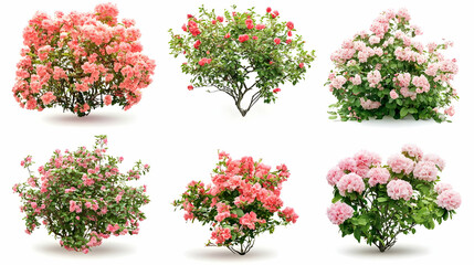 Fototapeta premium flower busheson isolated on a white background