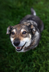 portrait top view of cute dog standing on grass and smiling friendly