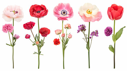 Naklejka premium design flowerson isolated on a white background