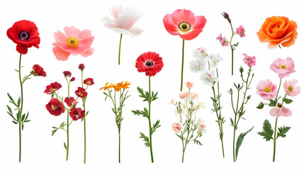 Obraz premium design flowerson isolated on a white background