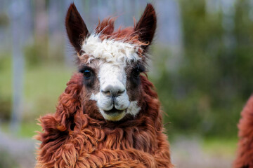 Fototapeta premium Alpaca and llama animal herds in Andes mountain pasture, Peru. Cute fluffy alpaca with nice colorful decoration in ears. Herd of llamas on a green meadow