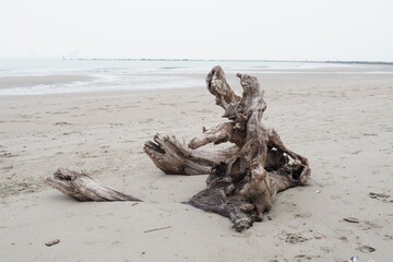 Lido di Dante, Adriatic Sea (Romagna), Italy