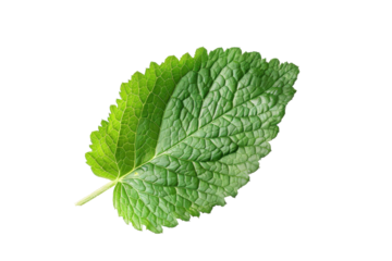Vibrant Green Lemon Balm Leaf with Soft Texture with isolated on transparent background