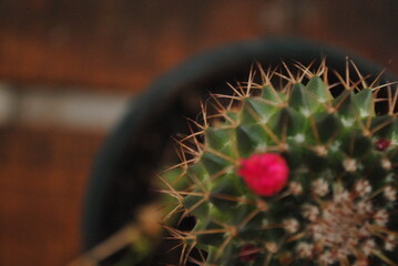 plano cenital sobre un cactus florido 