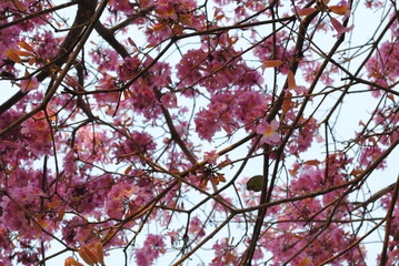 leaves and flowers against blue sky