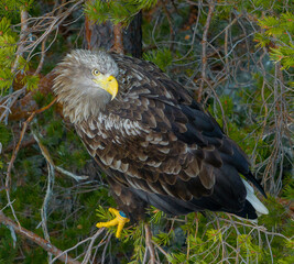 Obraz premium White tailed eagle looking up, sitting in the tree.