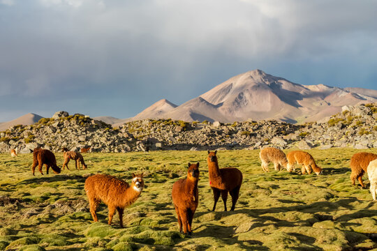 Alpaca and llama animal herds in Andes mountain pasture, Peru. Cute fluffy alpaca with nice colorful decoration in ears. Herd of llamas on a green meadow - Powered by Adobe