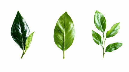 Fototapeta premium tree leafon isolated on a white background