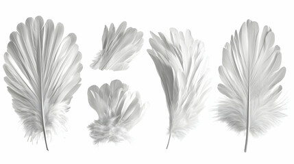 Obraz premium white featherson isolated on a white background