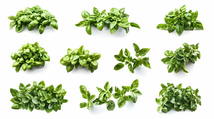 Fototapeta premium basilon isolated on a white background