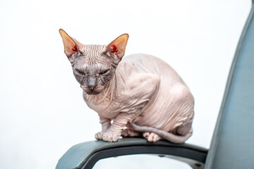 Egyptian sphinx cat looking at camera sitting on bed. Close up of hairless cat pet.