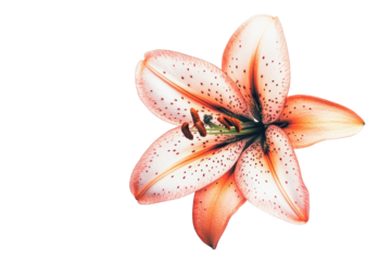 Elegant White Lily Flower in Bloom with isolated on transparent background