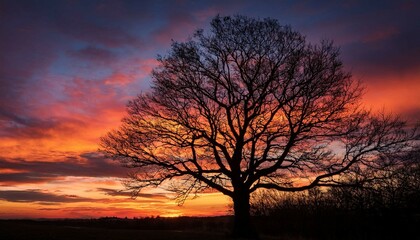 Obraz premium sunset on the trees