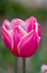 tulip bloom
