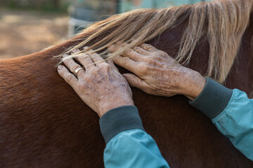 A veterinarian applies touch therapy with her hands to a horse to relax it.